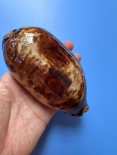 131mm | Cypraea Testudinaria | F+++| GIANT size | Beautiful shell picture