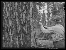 Grant County Oregon 1942 Forest Service Man Marking Tree Malheur Forest picture