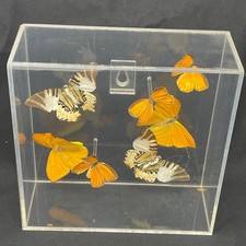 Vintage Purington 79 Signed Real Butterfly Taxidermy Lucite Case 72/100 Limited picture