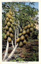 Giant Papaya in Florida, 1937 Postcard picture