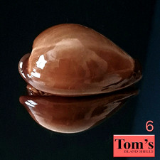 Cypraea adusta #6 43.1mm GORGEOUS BEAUTY from Zanzibar Island picture