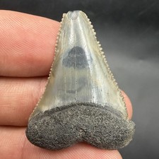 GREAT WHITE SHARK TOOTH FOSSIL 1.51” SWFL NO REPAIRS ALL NATURAL picture