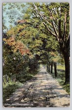 1909 Clifton MA Crowninshield Lane Tree-Lined Road Postcard Marblehead MA picture