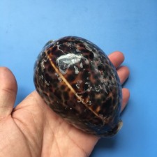 107.3mm | Cypraea Tigris | F+++ | LARGE size | DARK BROWN color picture