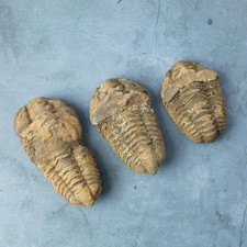 Trilobite Fossil Natural Ancient Specimen Prehistoric Marine Collector Gift picture
