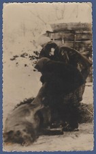 Weird photo. Man and Woman slaughtering and butchering boar pig Vintage Photo picture