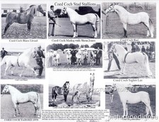 Welsh Pony Coed Coch Bari Planed Madog Stallions Photo Compilation Wales History picture
