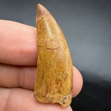 Fossil Dinosaur Tooth 1.54” Charcharodontosaurus  T Rex Relative picture