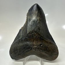 Megalodon Shark Tooth 4.75 Inch - Unique - Natural Fossil  - Real Teeth 20691 picture