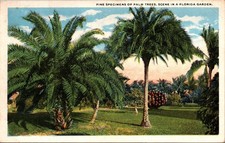 Vintage Florida Garden Palm Trees White Border Postcard Unposted picture