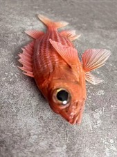 North Pacific Squirrelfish Taxidermy Real Fish Skin Mount picture