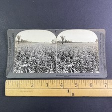 Osage Valley Cornfields Stereoview Keystone View Co. 1909 Kansas Agriculture picture