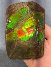 Natural Canadian Ammolite Fossil Hand Specimen| Ammolite Gemstone B103# picture