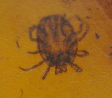 Ultra RARE Cretaceous Blood Sucking Tick in Burmese Amber Fossil Dinosaur Age picture
