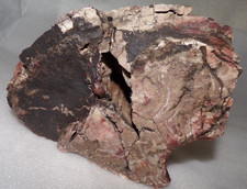 Large 9 Lb 7 oz Petrified Wood North Eastern AZ w/Large Void for Display picture