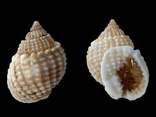 Buccinidae, Nassarius conoidalis, Natal, S. Africa, 19.9mm, VERY NICE picture