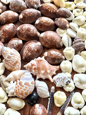 Vintage Seashell Lot Approx 115 Pieces Cowrie Shells Beach Crafts Coastal Decor picture
