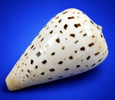 Conus betulinus 61.5mm Beech Cone Shell Indo-Pacific Collector Specimen picture