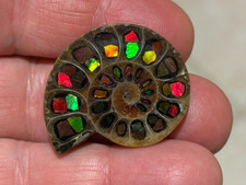 SPECTACULAR RARE,AMMOLITE(CANADA) INLAY IN FOSSIL AMMONITE(MADAGASCAR)SEE VIDEO picture