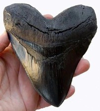 5.5 Inch Megalodon Tooth Black With Serrations -  picture