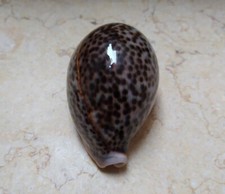 Cypraea pantherina red sea shell 91.8mm F++++ gray very nice color super glossy picture