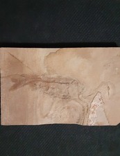 Prehistoric Fish Fossil Knightia Eocaena
