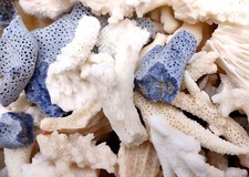 Small Coral Pieces Blue White Brown Mix Assorted approx. 1 pound 0.5-1.5+ inches picture