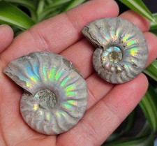 Opalized Ammonite Fossil Specimen picture