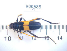 V00588. Unmounted insects, Cerambycidae sp. North Vietnam picture