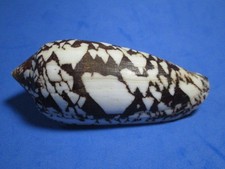Conus aulicus (Linnaeus,1758)