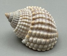 Nassarius conoidalis Seashell 20.4mm Beautiful Sculptured Specimen Shell picture