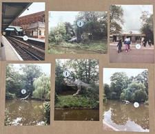 6x Crystal Palace Park 1991 Photographs Vintage Dinosaurs Sydenham London Photo picture