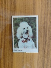 Vintage Soviet Big White Poodle Souvenir Match Set 1990 4 Boxes picture