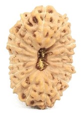 18 Mukhi Rudraksha - 17.28 mm - IGL Certified picture