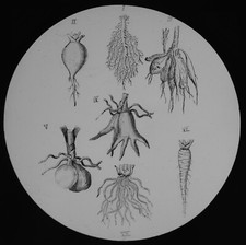 VICTORIAN PLANT STUDY ROOT TYPES C1890 ANTIQUE Magic Lantern Slide ILLUSTRATION picture