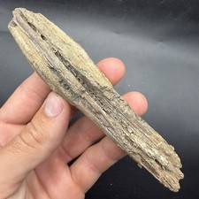 Rare Fossil Billfish Rostrum Oligocene Fish Fossil South Carolina picture