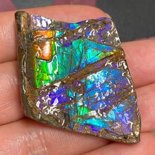 Authentic Canadian Ammolite Gemstone Rare Collectible Fossil 42X32 mm #3034-28 picture