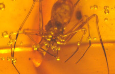 Beautiful Assassin Pelican Spider with Prey in Baltic Amber Fossil Gemstone picture