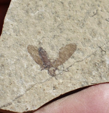 March Fly • Plecia pealei • Kemmerer, Wyoming picture