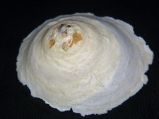 XENOPHORA CARIBAEA:LARGEST I'VE SEEN @ 75.83MM w/ORIGINAL ID LABEL FROM DISPLAY picture
