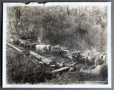 Big 19th c. Photo of 12 Oxen Pulling 14' Diameter Fir Log by Darius Kinsey 1896 picture