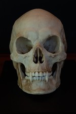 Vampire Skull Replica – Gothic Fantasy Collectors Display Piece picture