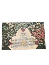 Vintage Postcard, Unposted, Legend of the Dogwood in Florida picture