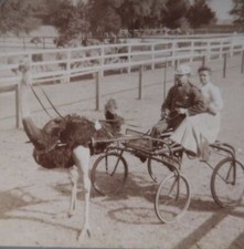 1905 JACKSONVILLE FL OSTRICH CART TROTTING FAMOUS OLIVER W STEREOVIEW 33-39 picture
