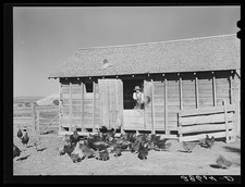 Hotchkiss Colorado Thomas Reilly 1939 Feeding Turkeys FSA Farm Security picture