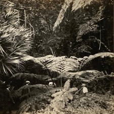 c1915 2 Stereoviews Ferns and Palms Gardens - One of a Kind Travel Stereoview picture