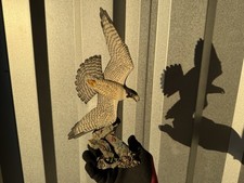Danbury Mint Streaking Splendor Falcon Figurine Jeff Rechin Wildlife Sculpture picture