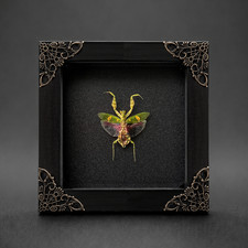 Real Flower Mantis Bug Taxidermy Framed 4.7