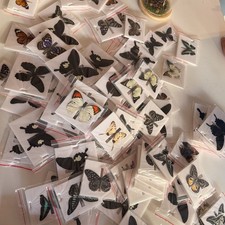 30 Pcs Random Assorted Butterfly Specimens Spread A- Grade Science Teaching picture
