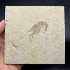RARE FOSSIL SHRIMP IN MATRIX - GREEN RIVER FORMATION WYOMING 4.7 X 4.8” picture